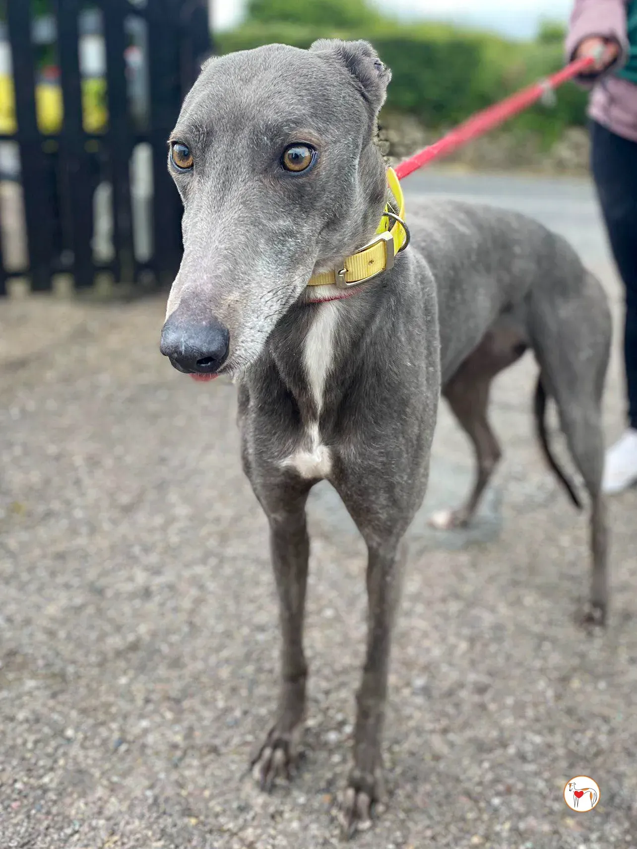 star grey adozione 30