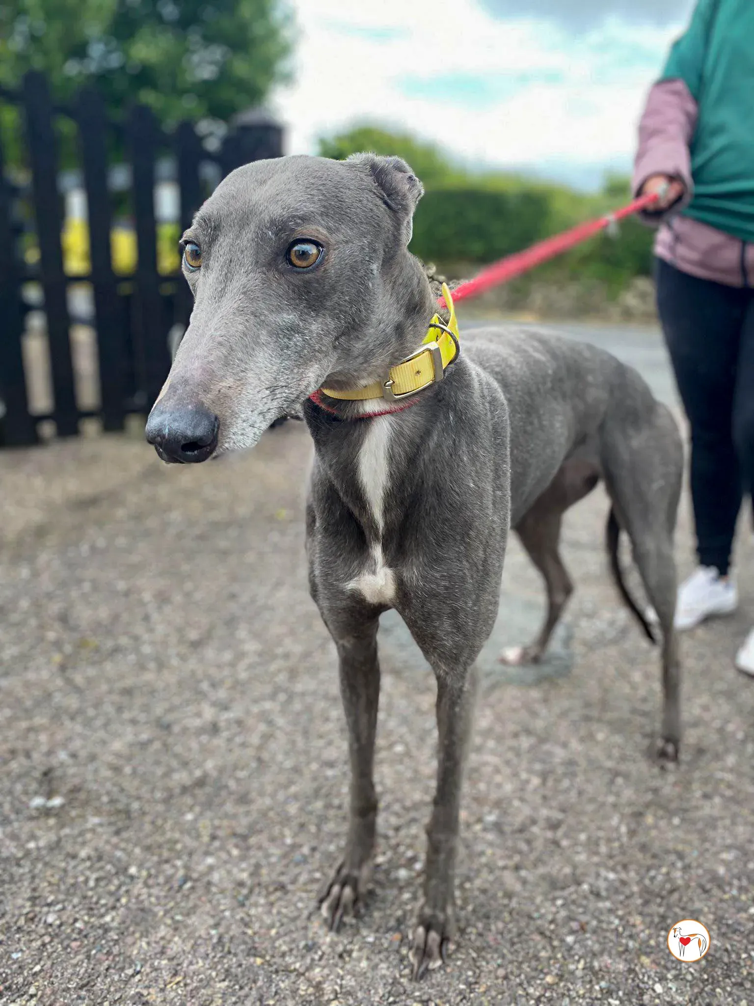 star grey adozione 31