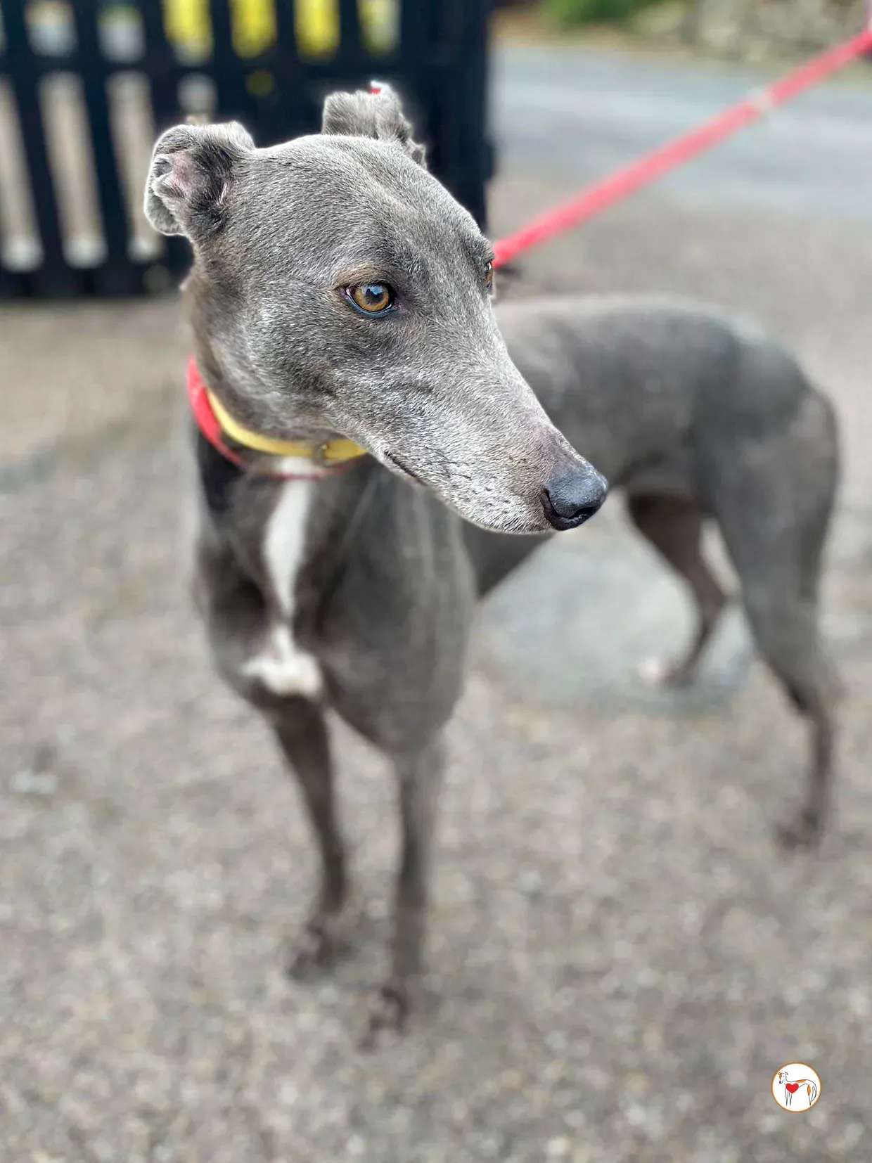 star grey adozione 32