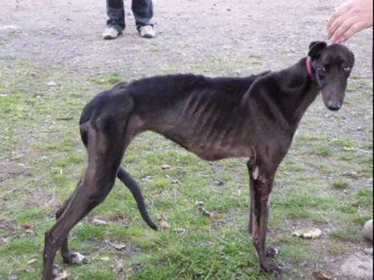 starved greyhound