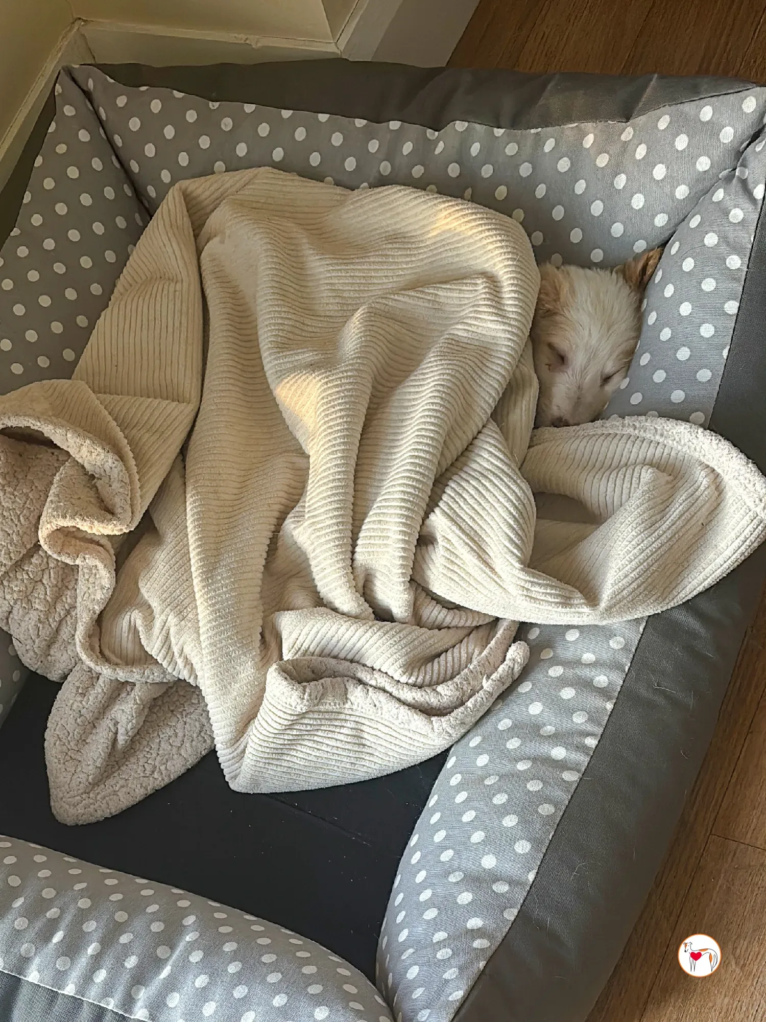 stevie grey cucciolo adozione 01