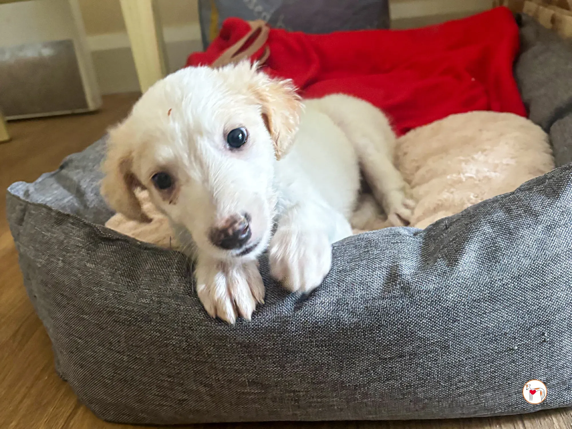 stevie grey cucciolo adozione 02