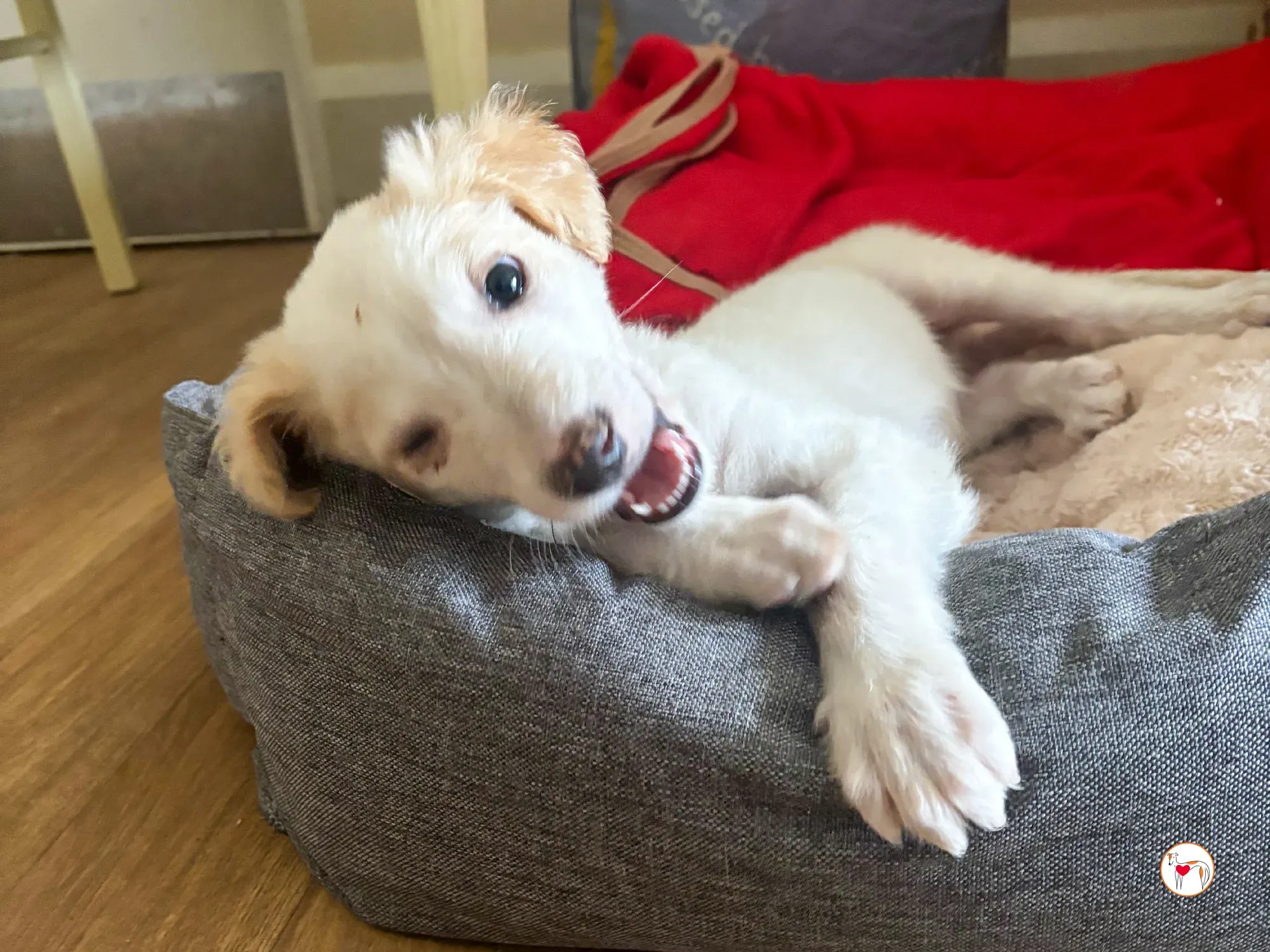 stevie grey cucciolo adozione 03