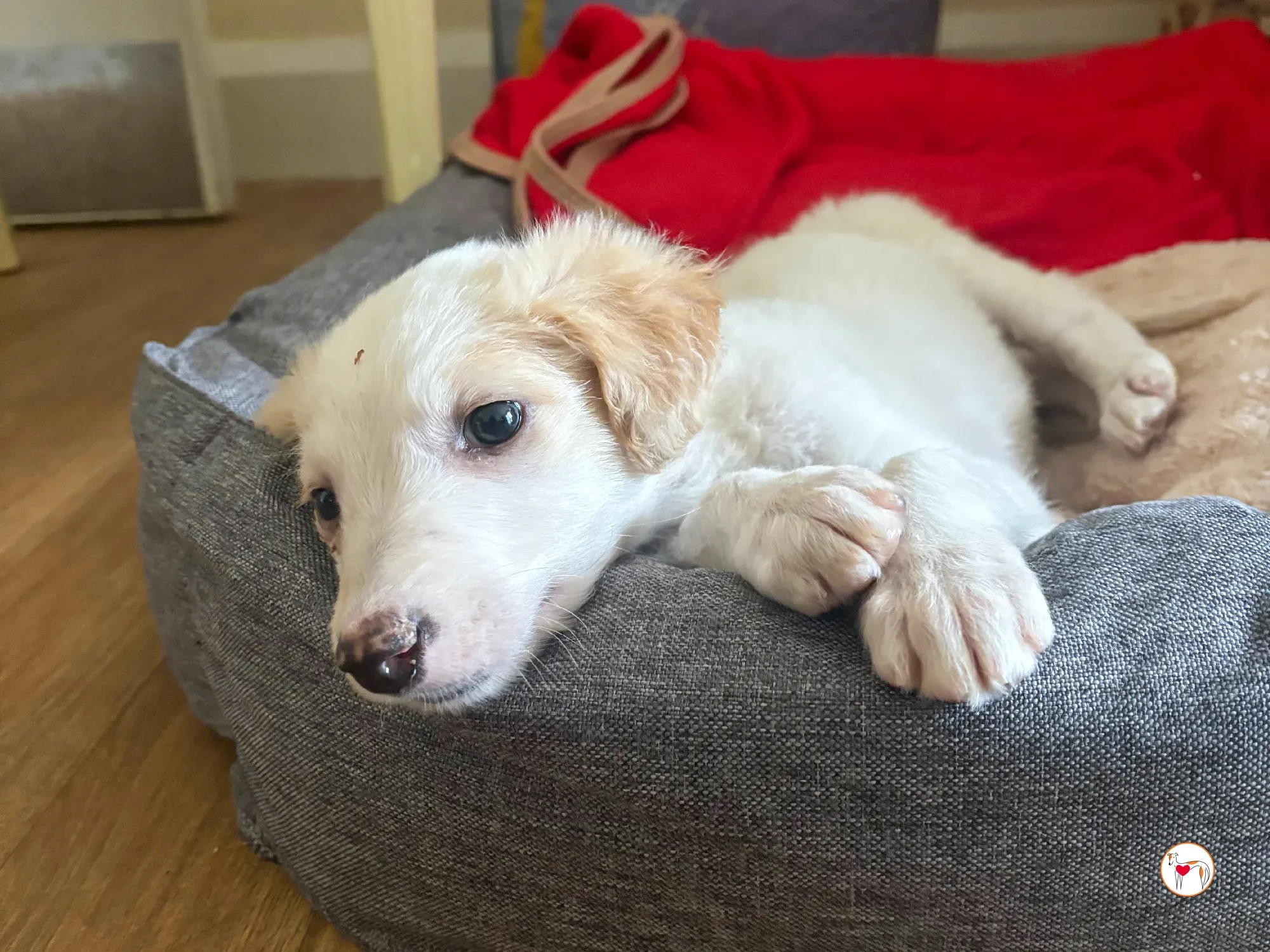 stevie grey cucciolo adozione 04