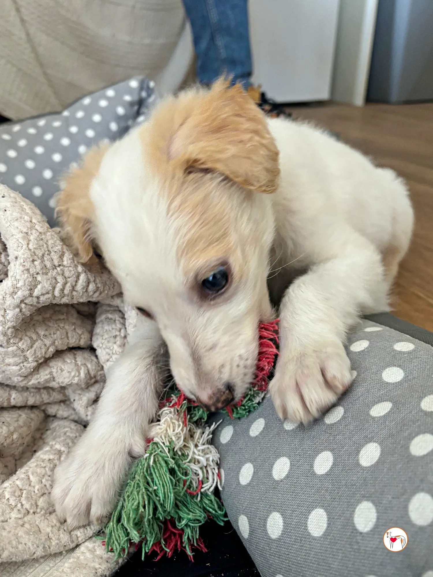 stevie grey cucciolo adozione 05