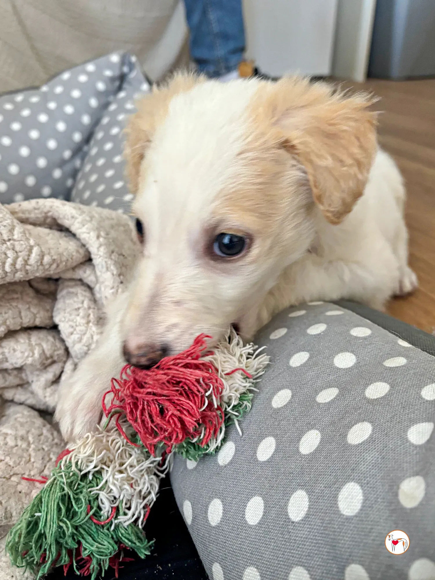 stevie grey cucciolo adozione 06