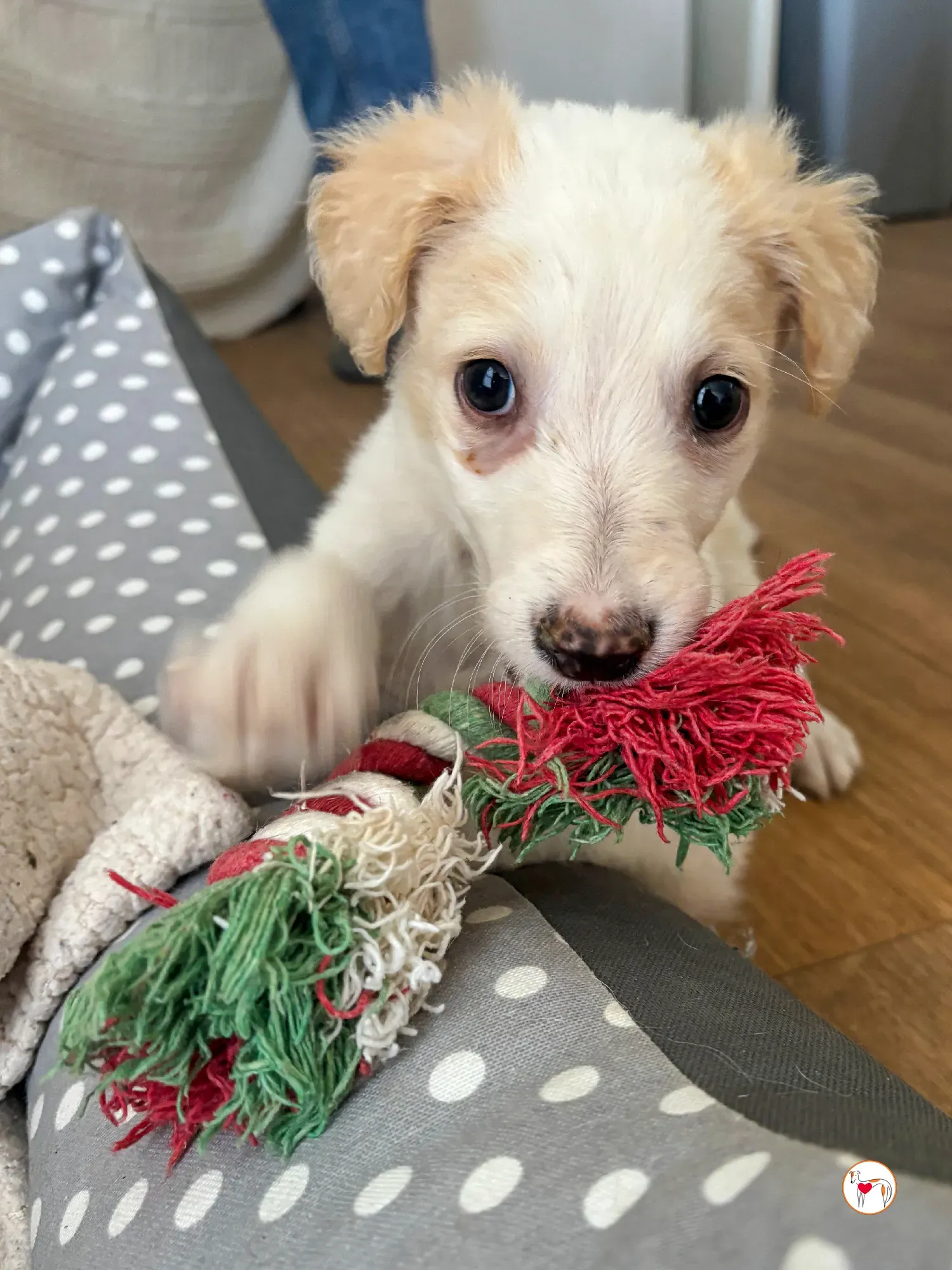 stevie grey cucciolo adozione 07