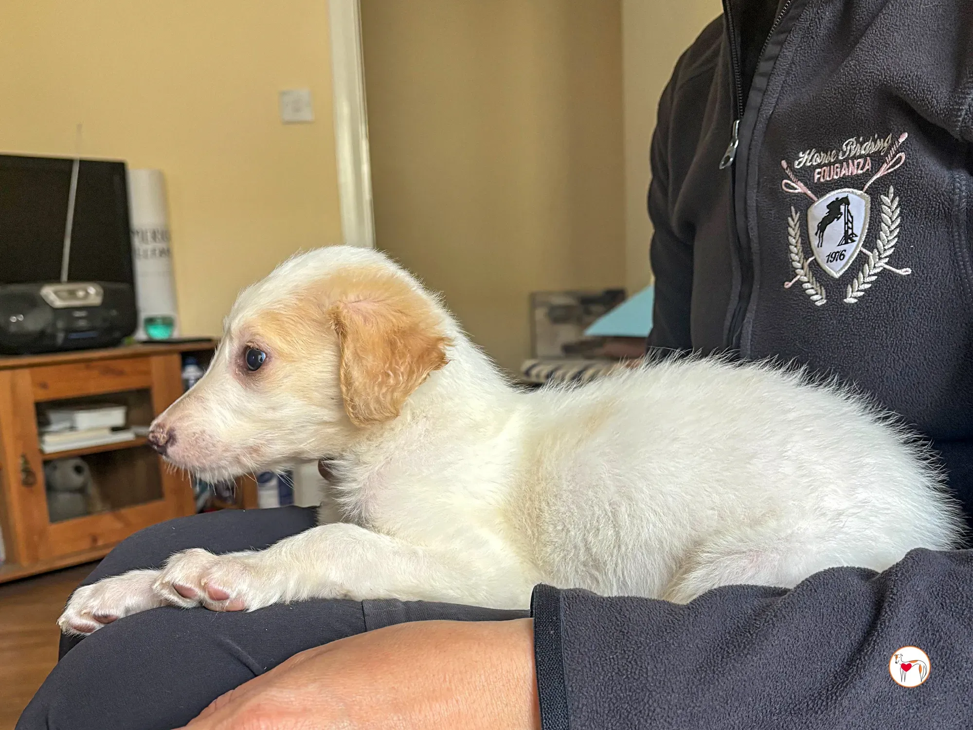 stevie grey cucciolo adozione 08