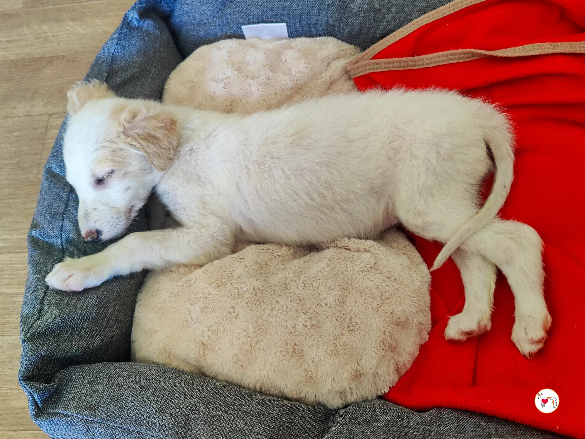 stevie grey cucciolo adozione 09