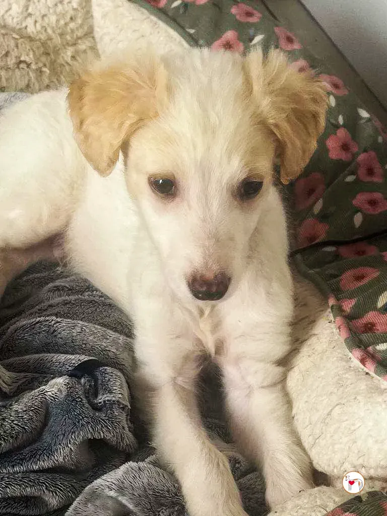 stevie grey cucciolo adozione 10