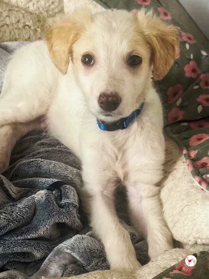 stevie grey cucciolo adozione 11