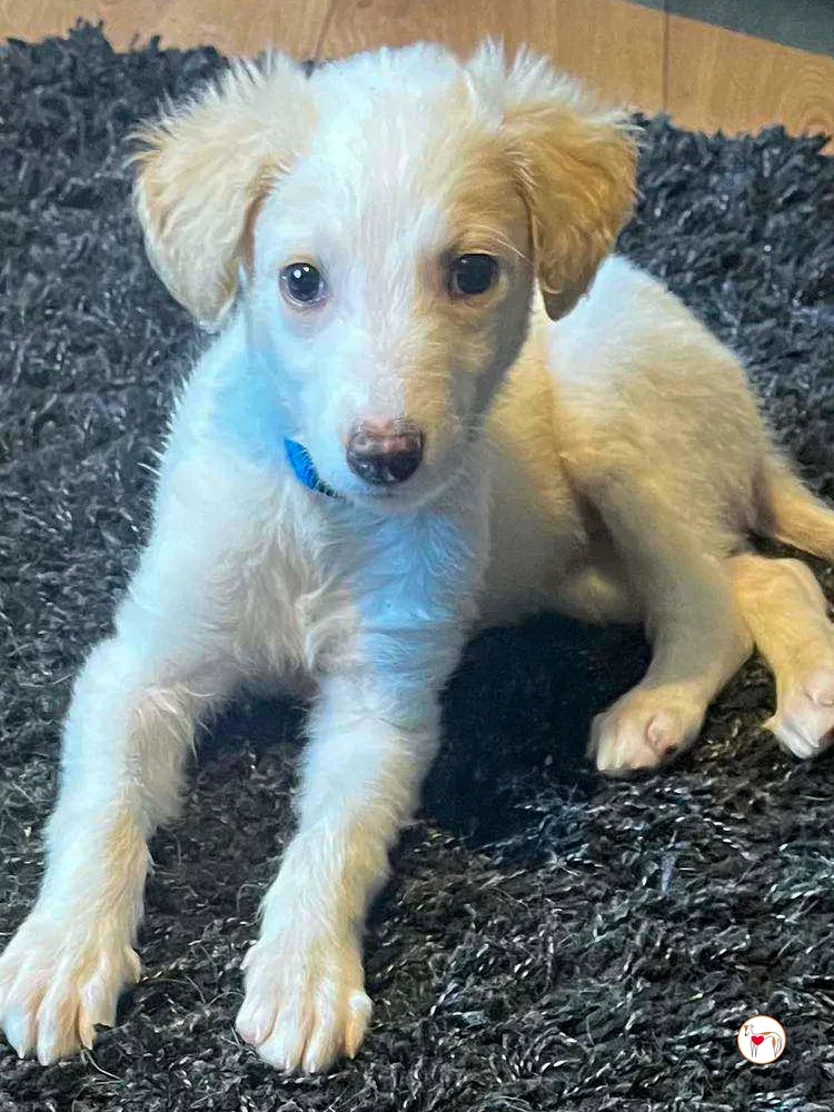 stevie grey cucciolo adozione 12