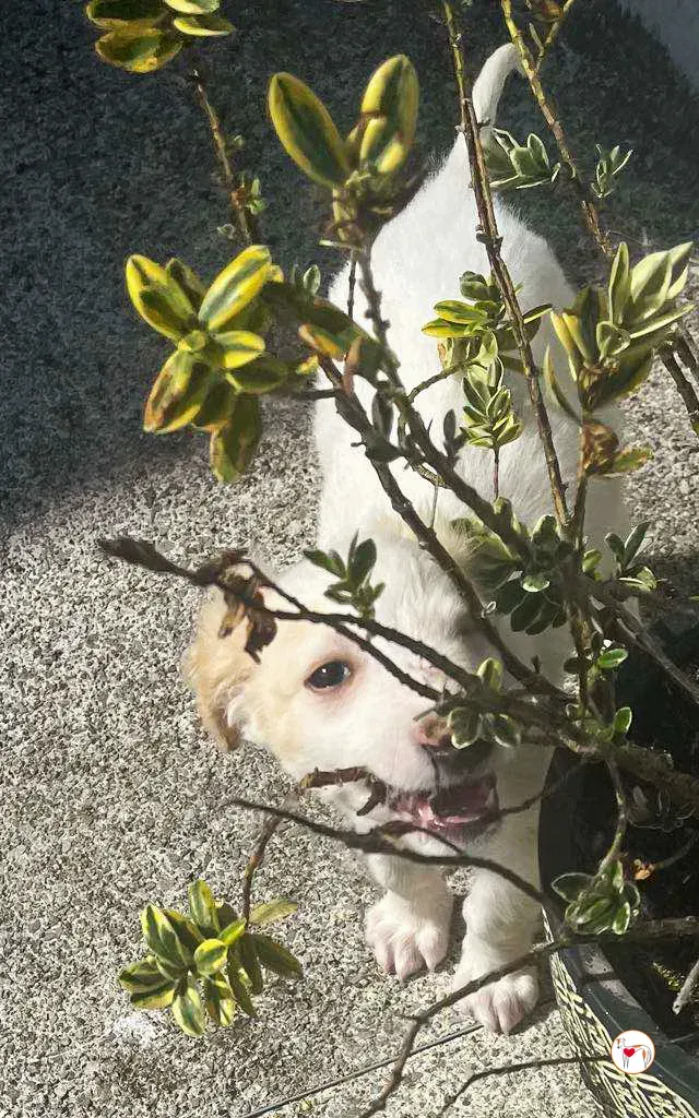 stevie grey cucciolo adozione 13