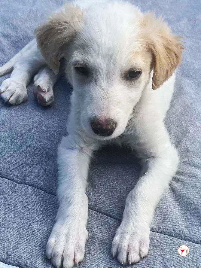 stevie grey cucciolo adozione 14