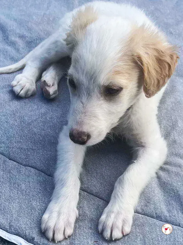 stevie grey cucciolo adozione 15