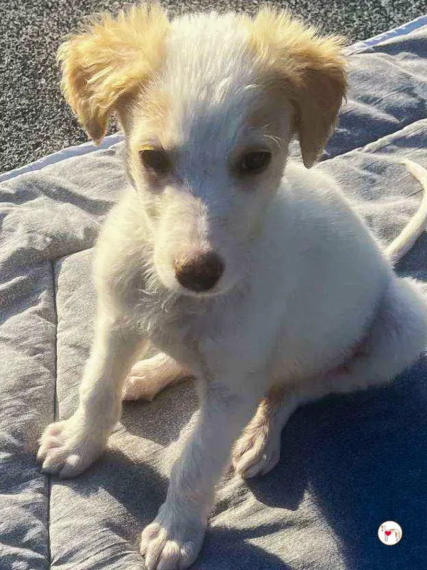 stevie grey cucciolo adozione 16