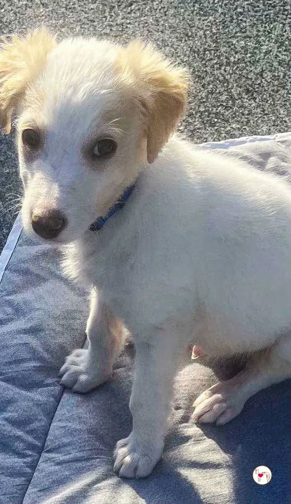 stevie grey cucciolo adozione 17