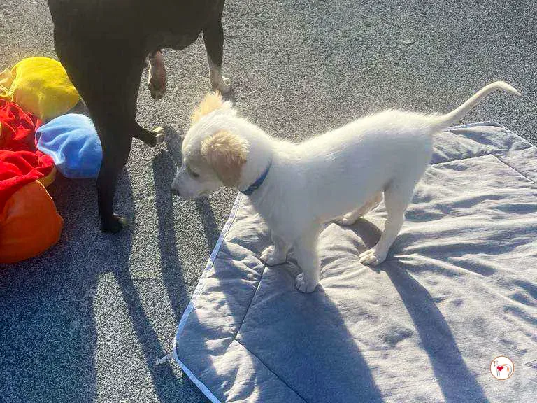 stevie grey cucciolo adozione 18