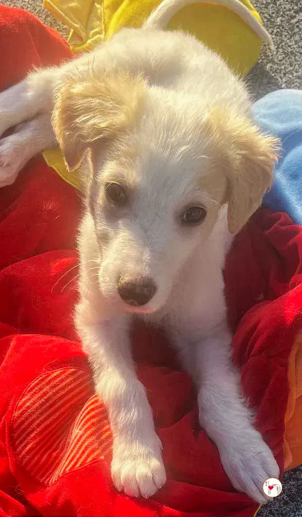 stevie grey cucciolo adozione 19