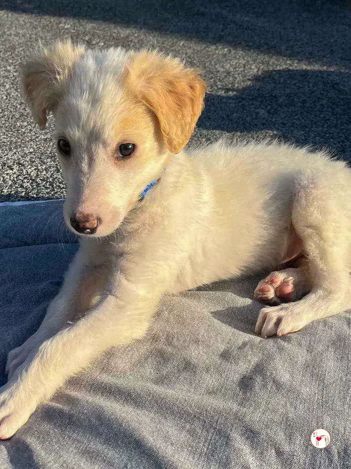 stevie grey cucciolo adozione 20