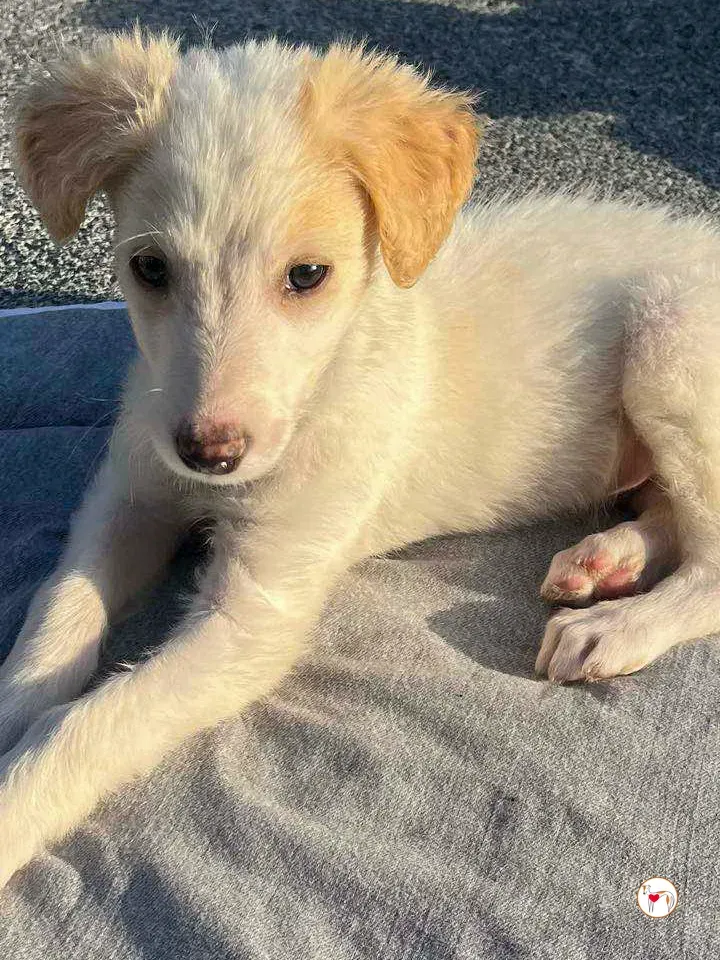 stevie grey cucciolo adozione 21