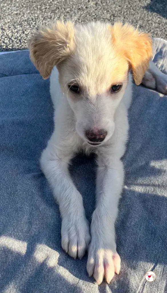 stevie grey cucciolo adozione 22