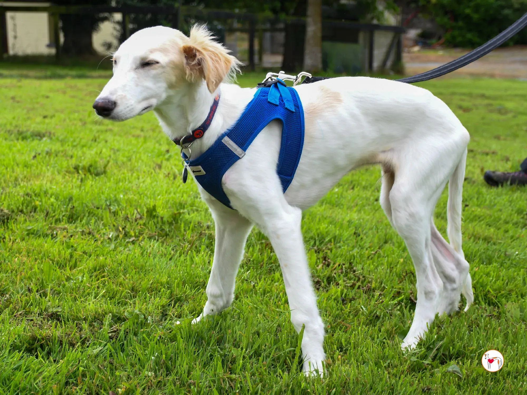 stevie grey cucciolo adozione 23