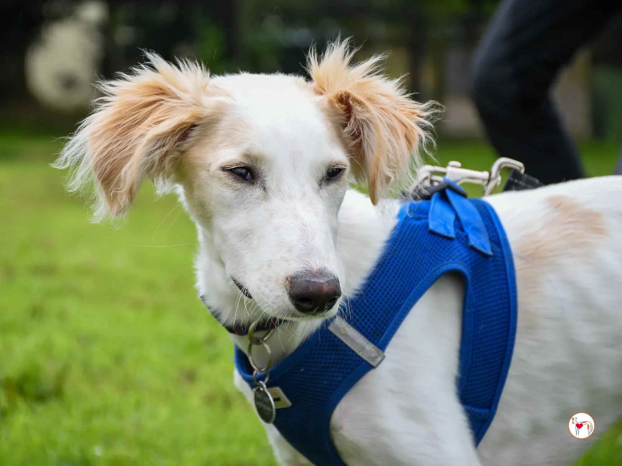 stevie grey cucciolo adozione 24