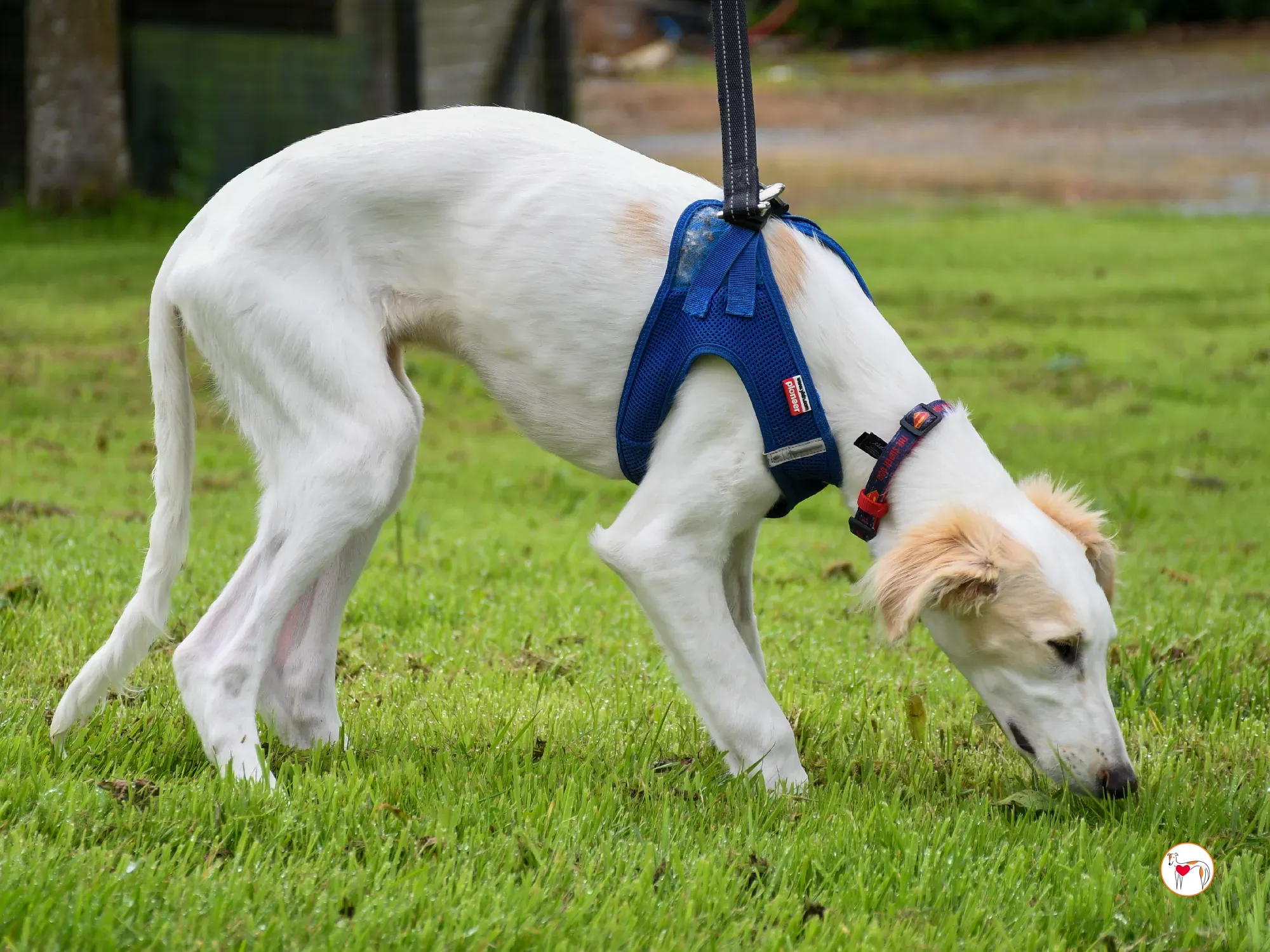 stevie grey cucciolo adozione 25