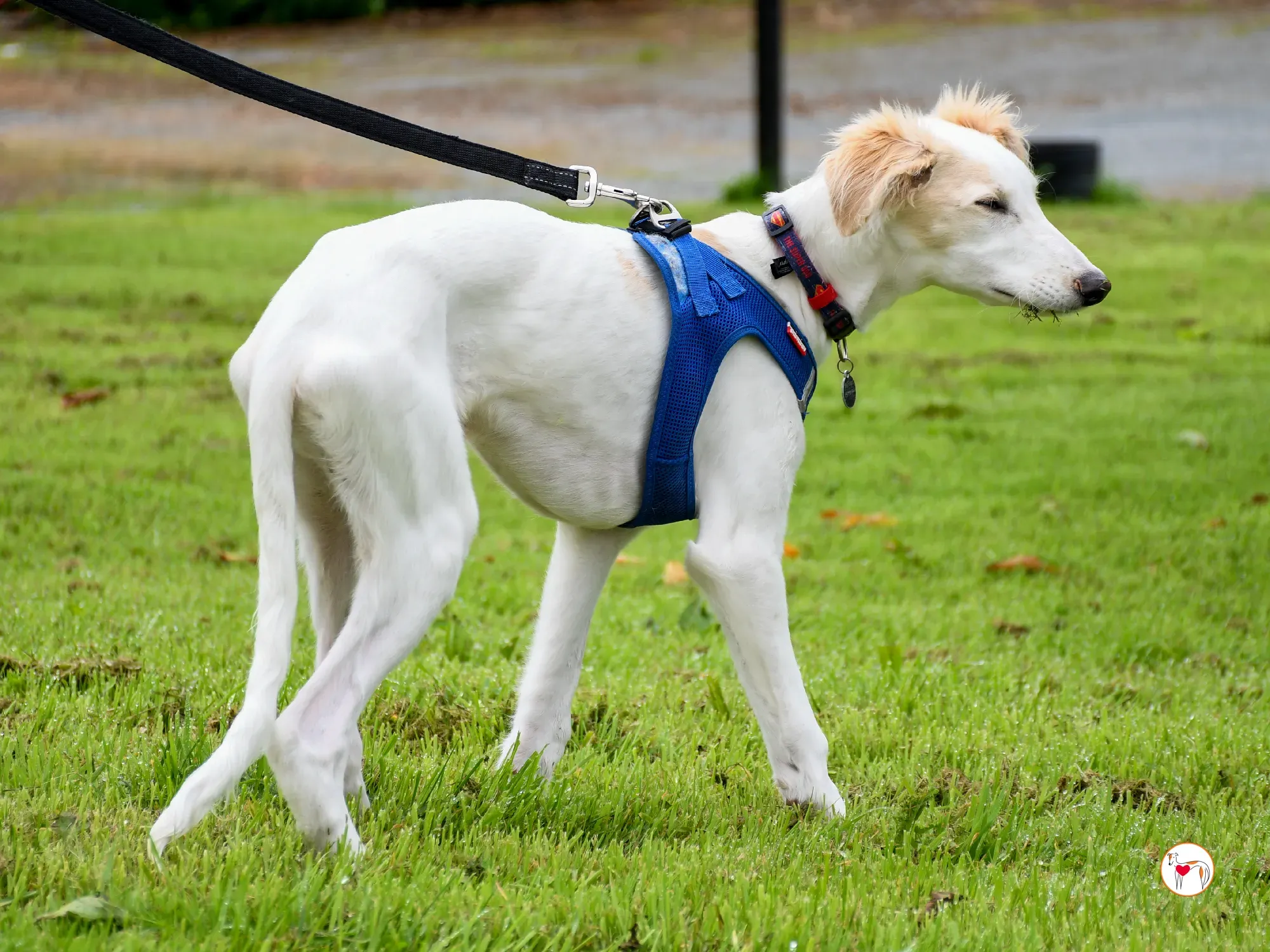 stevie grey cucciolo adozione 26