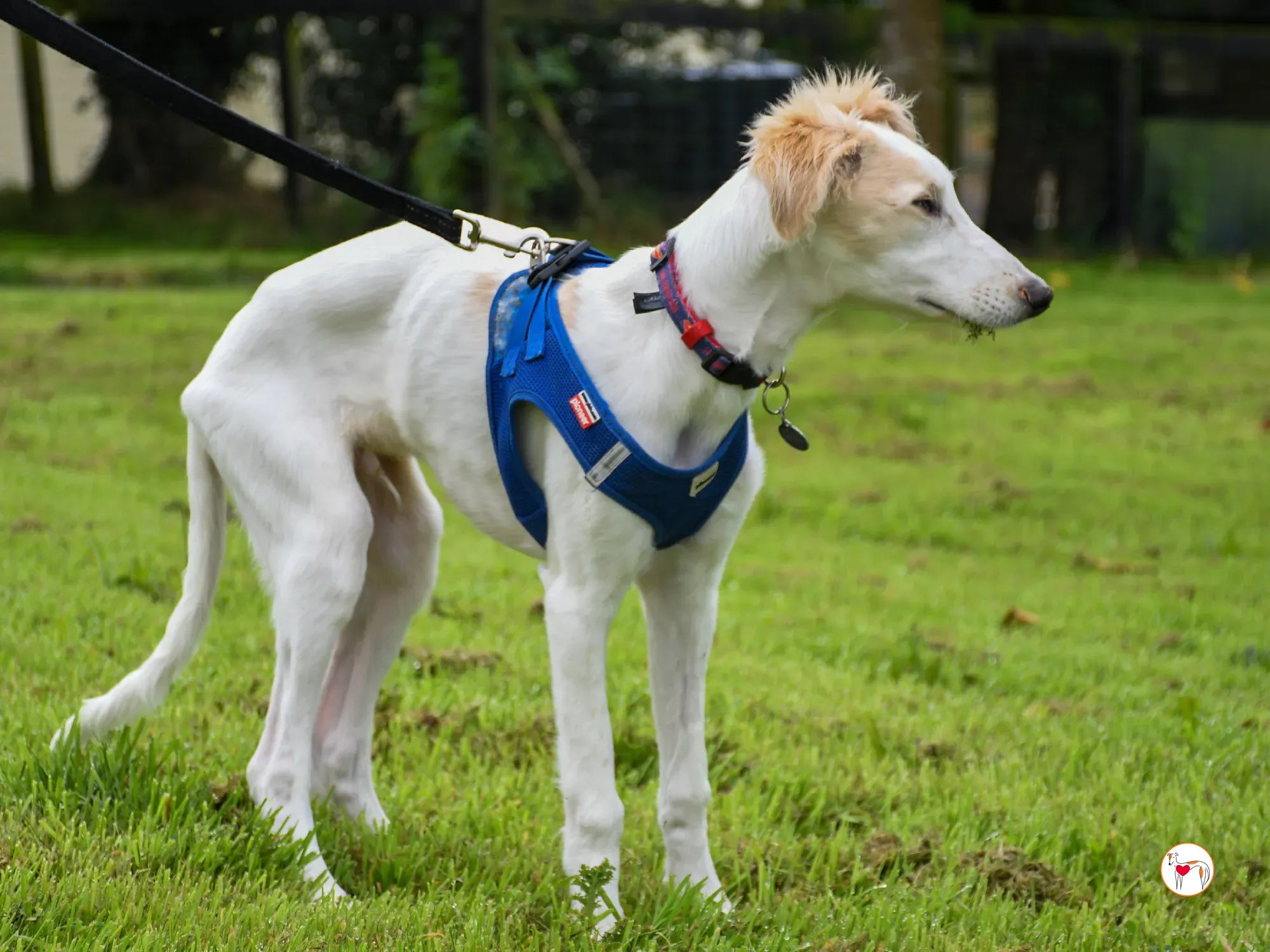 stevie grey cucciolo adozione 27