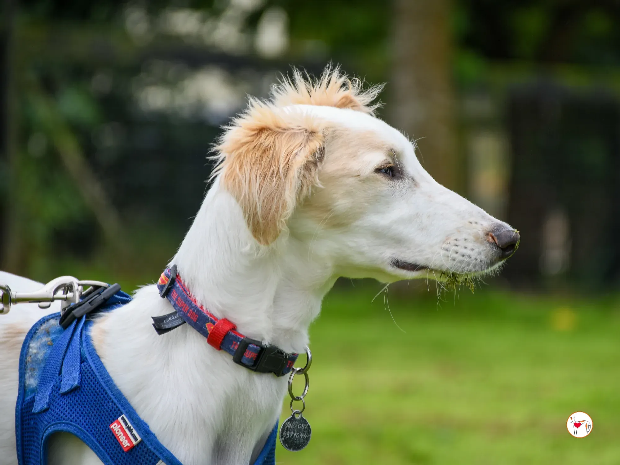 stevie grey cucciolo adozione 28