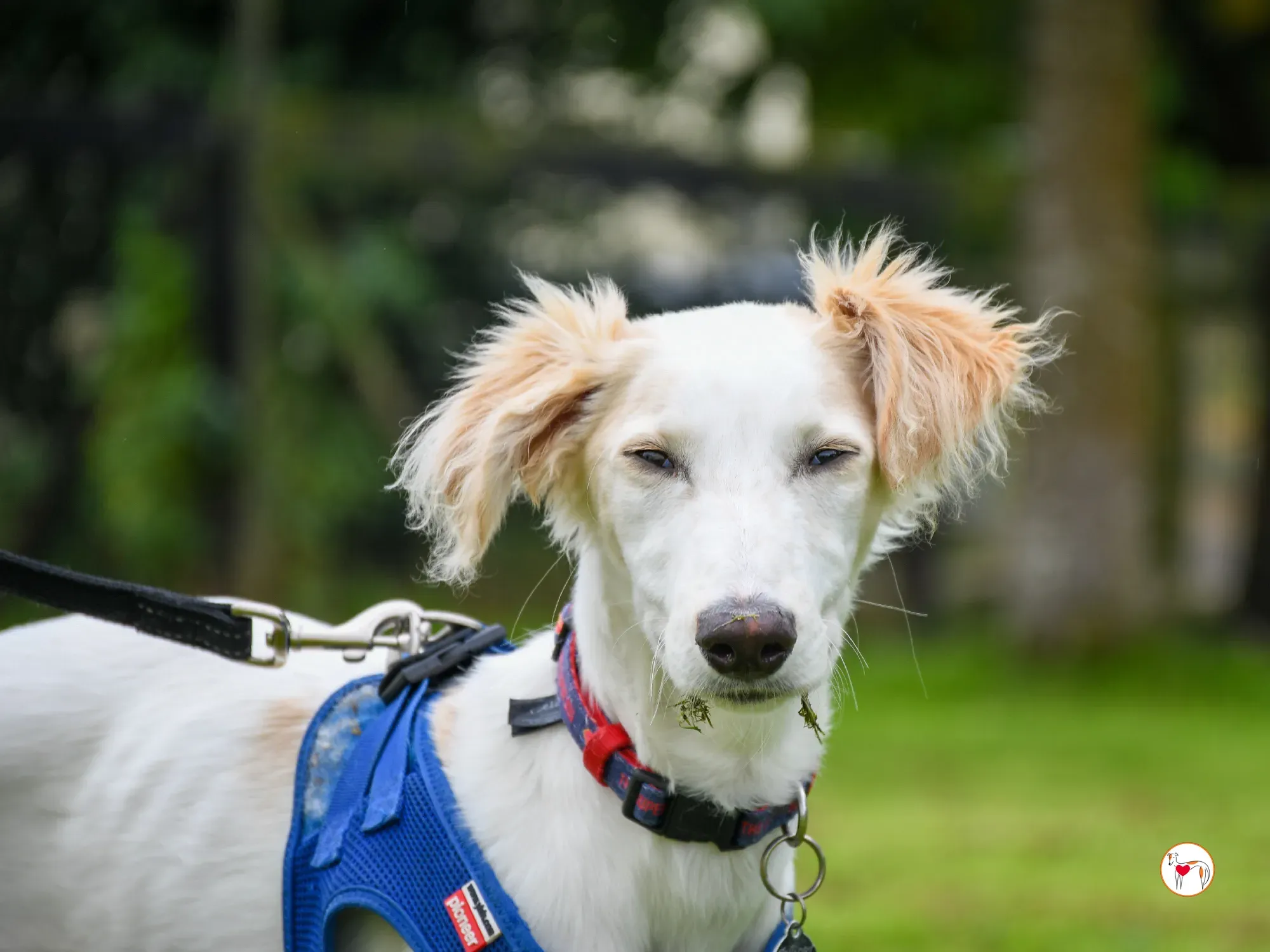 stevie grey cucciolo adozione 29