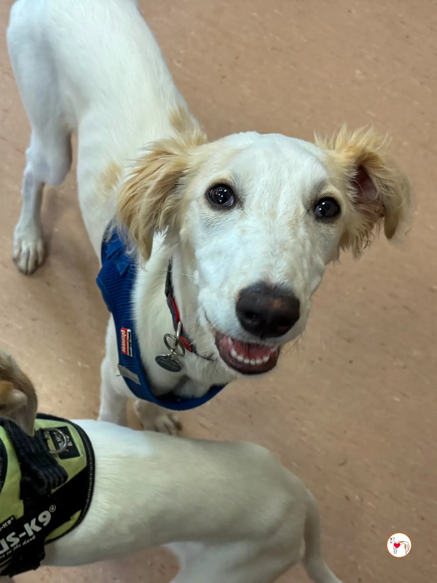 stevie grey cucciolo adozione 30