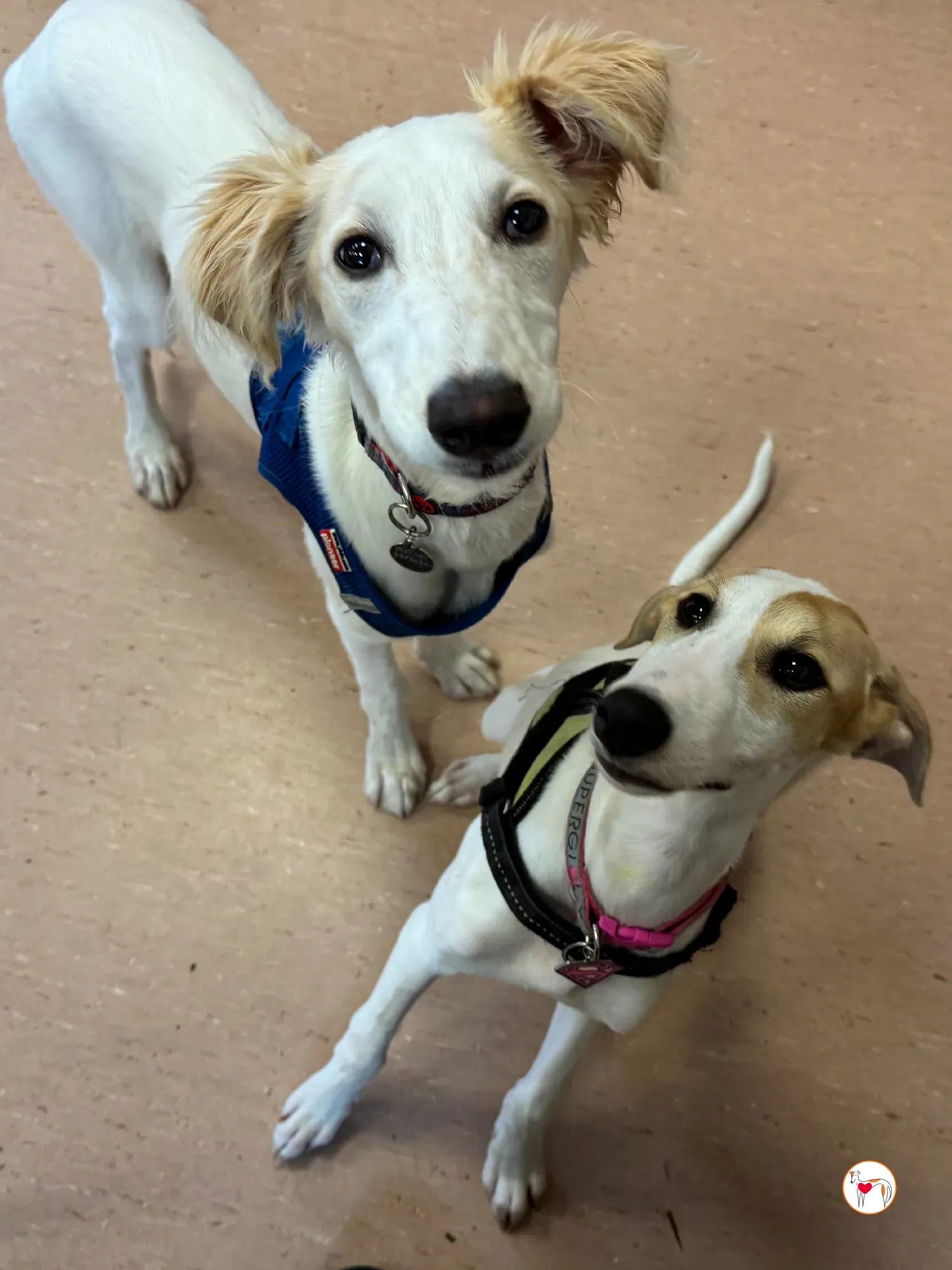 stevie grey cucciolo adozione 31