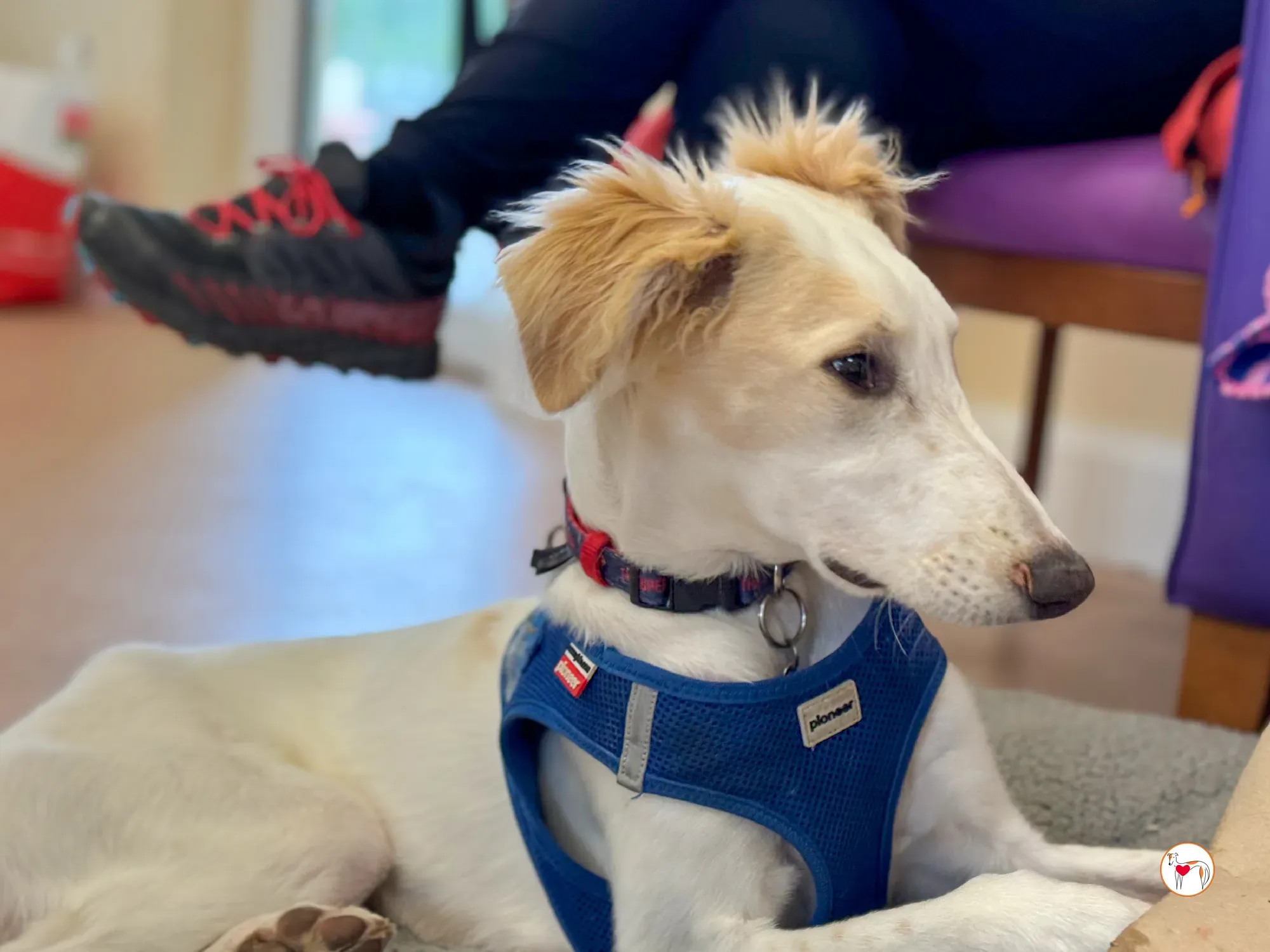 stevie grey cucciolo adozione 32