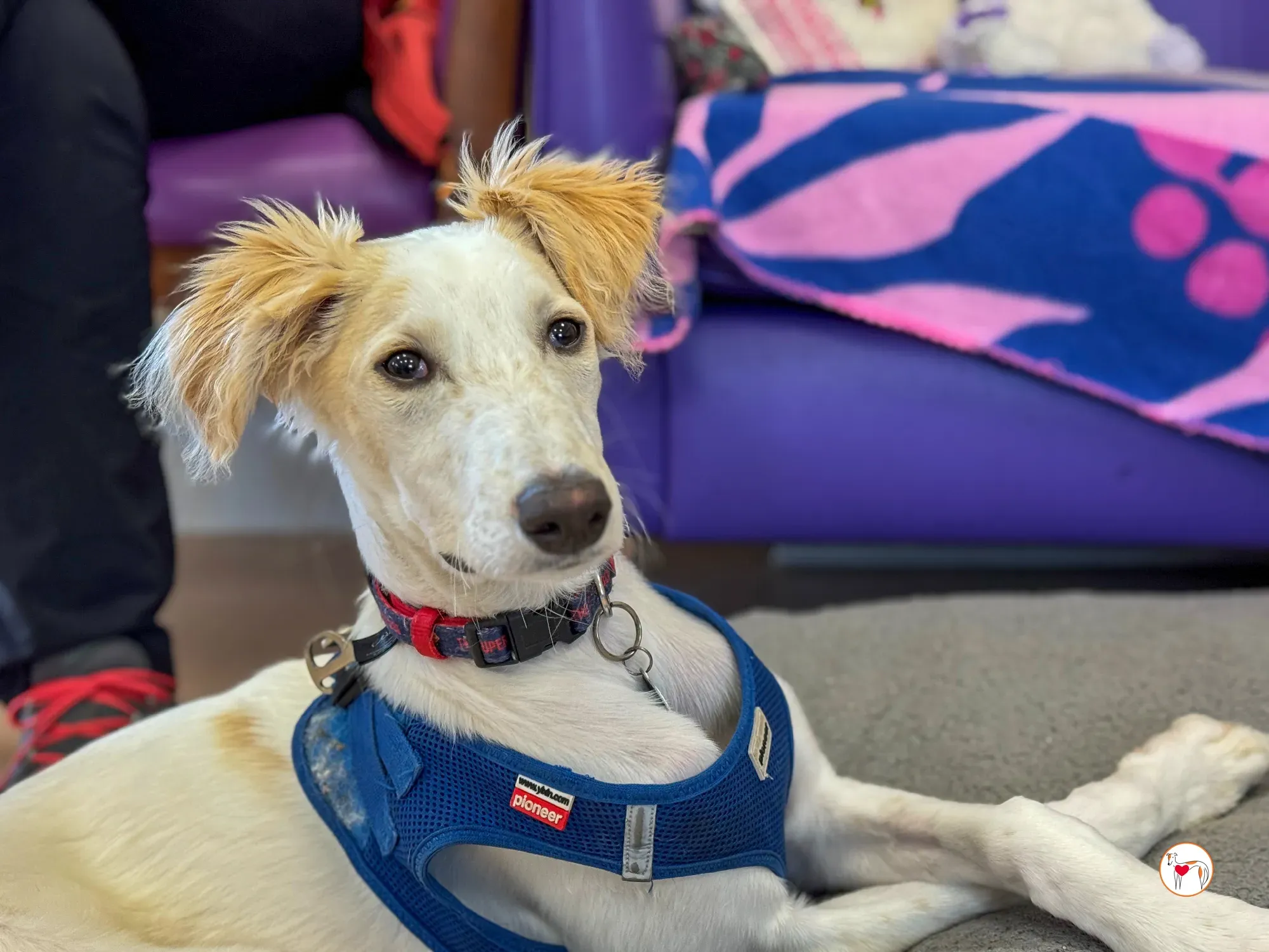 stevie grey cucciolo adozione 33