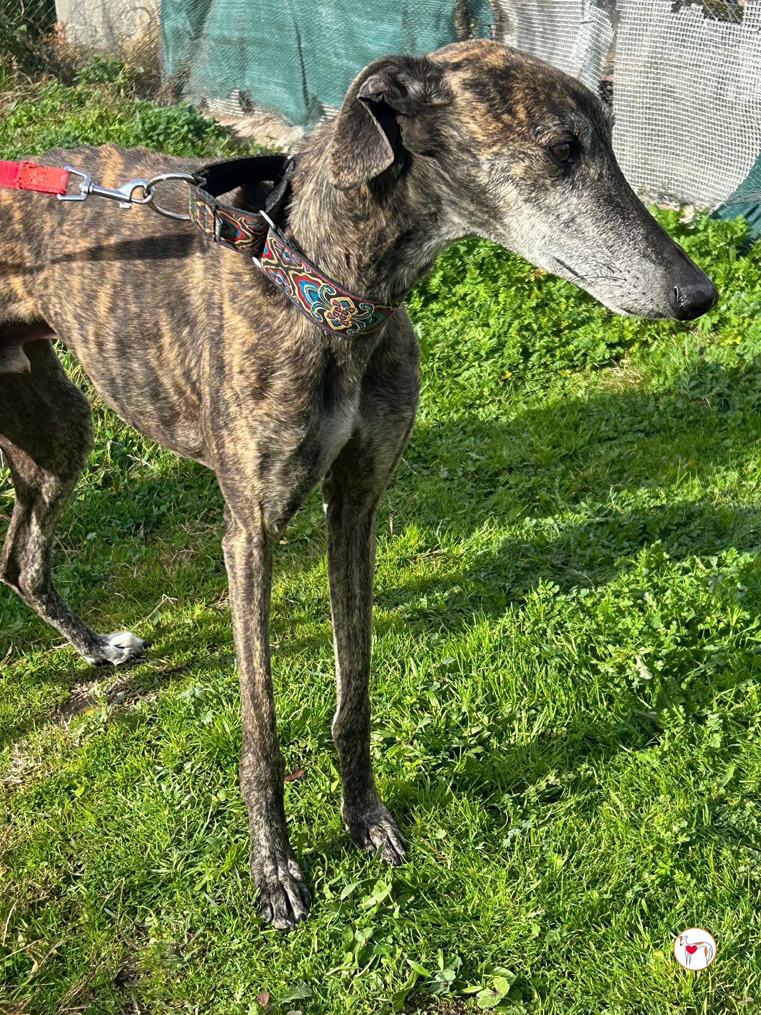 stuart galgo adozione 01