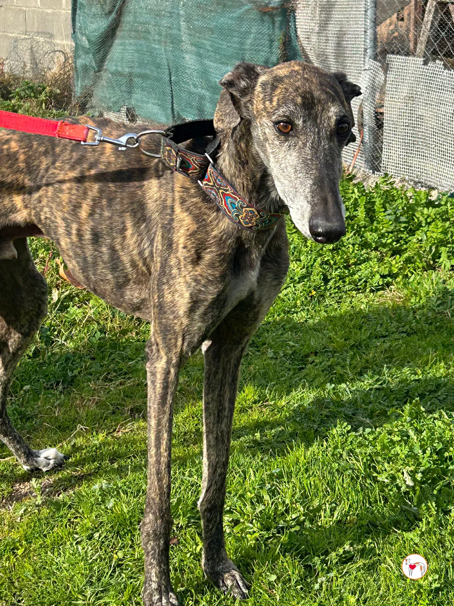 stuart galgo adozione 02