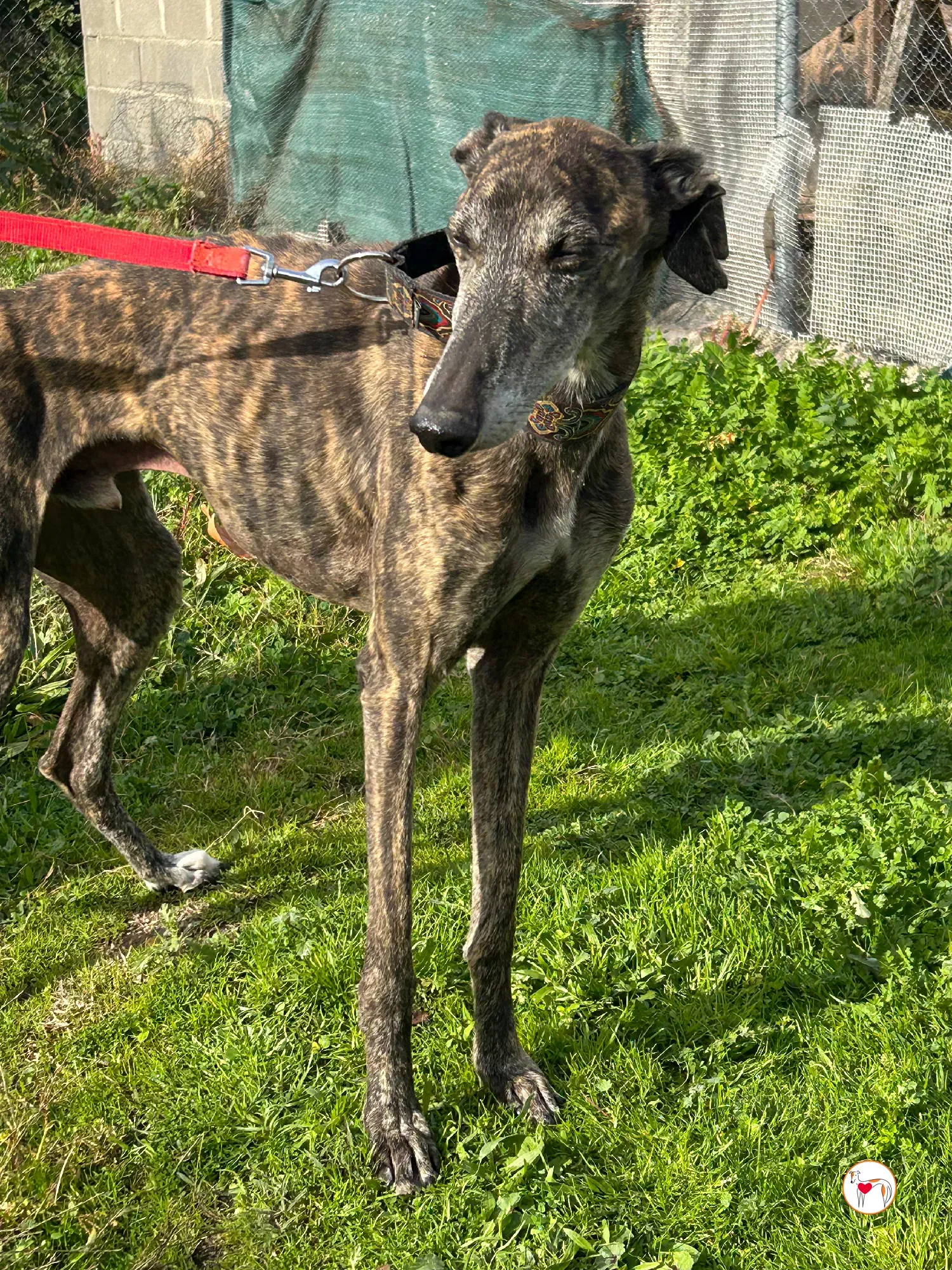 stuart galgo adozione 03