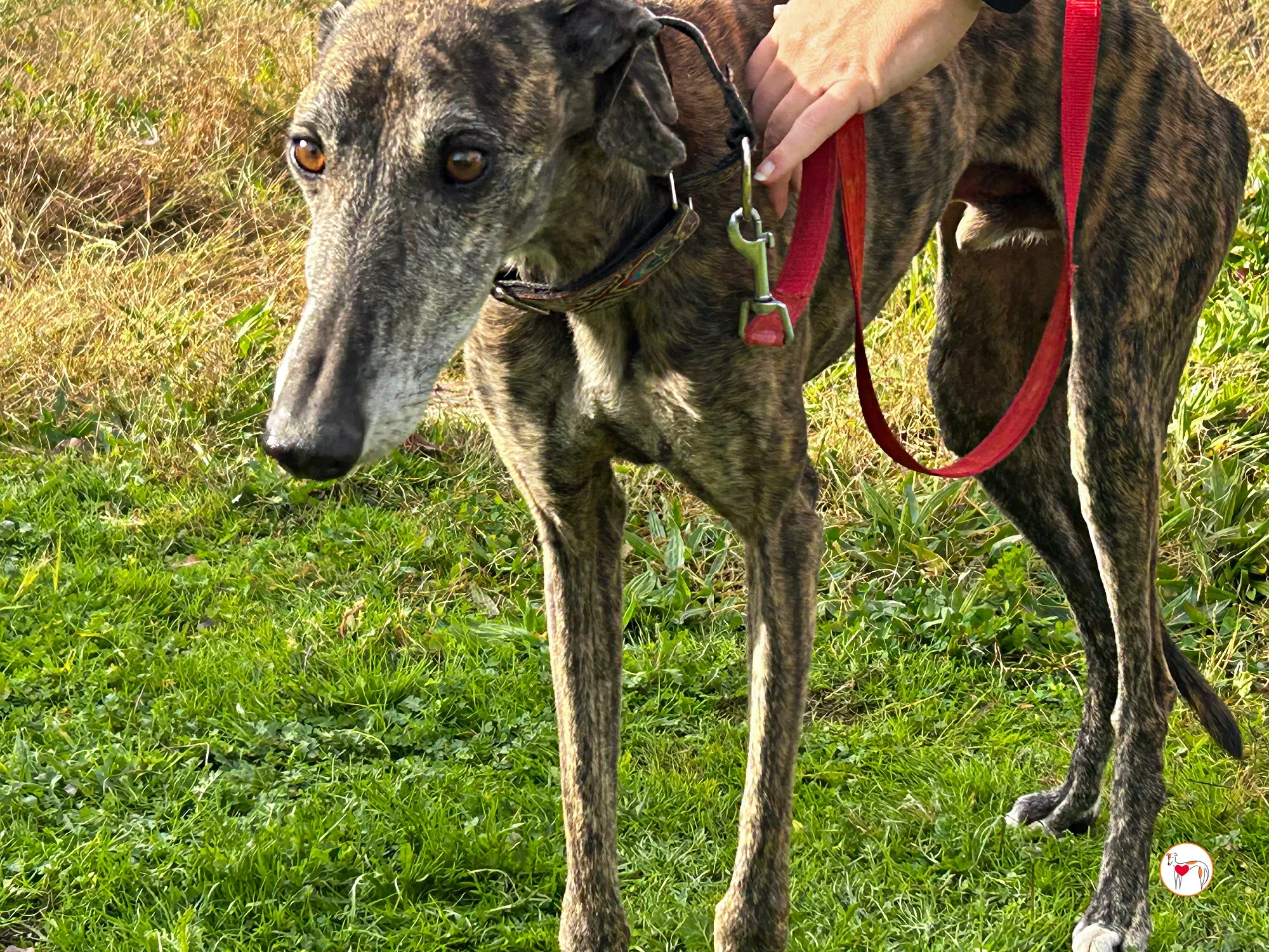 stuart galgo adozione 04