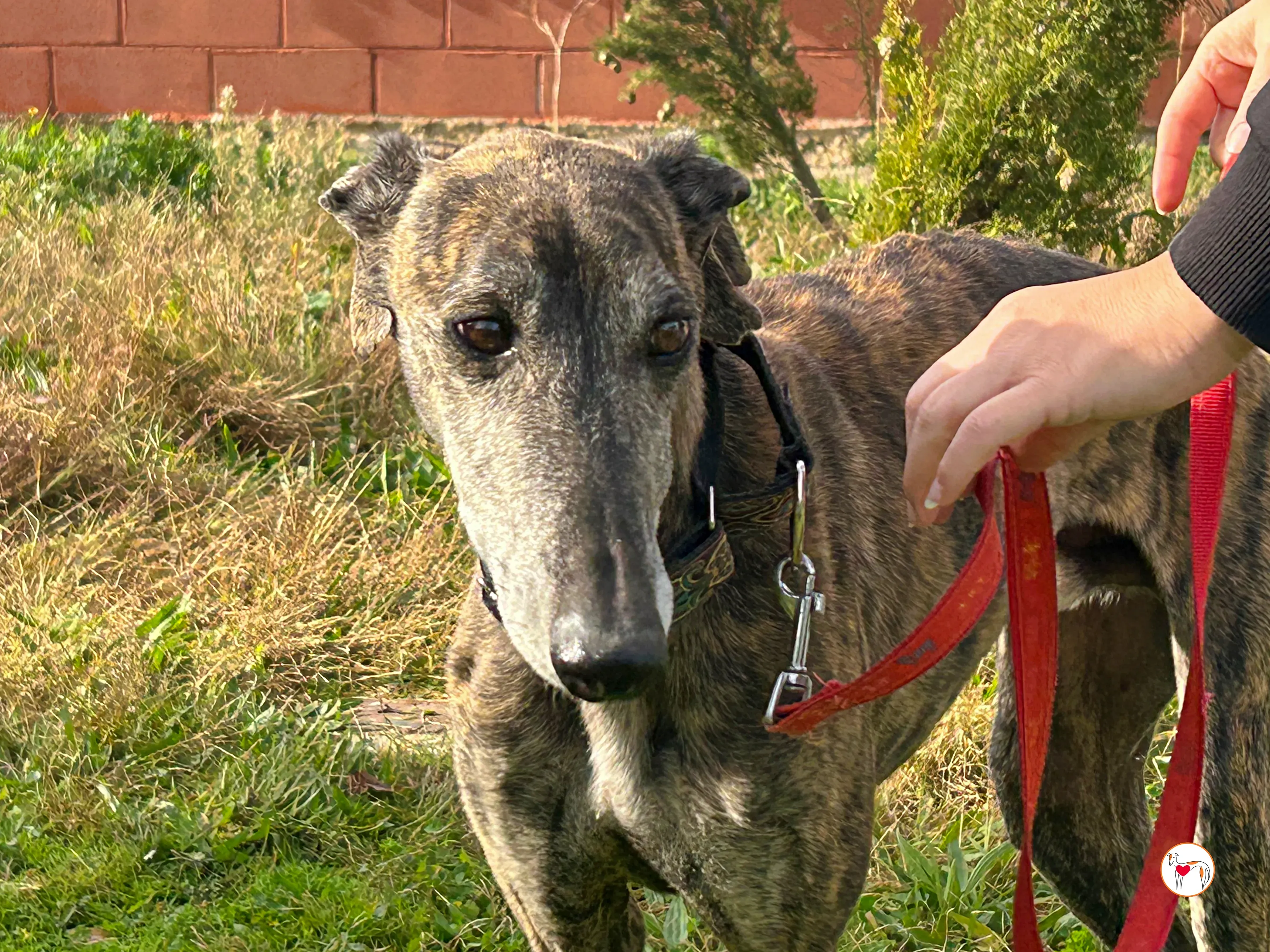 stuart galgo adozione 05