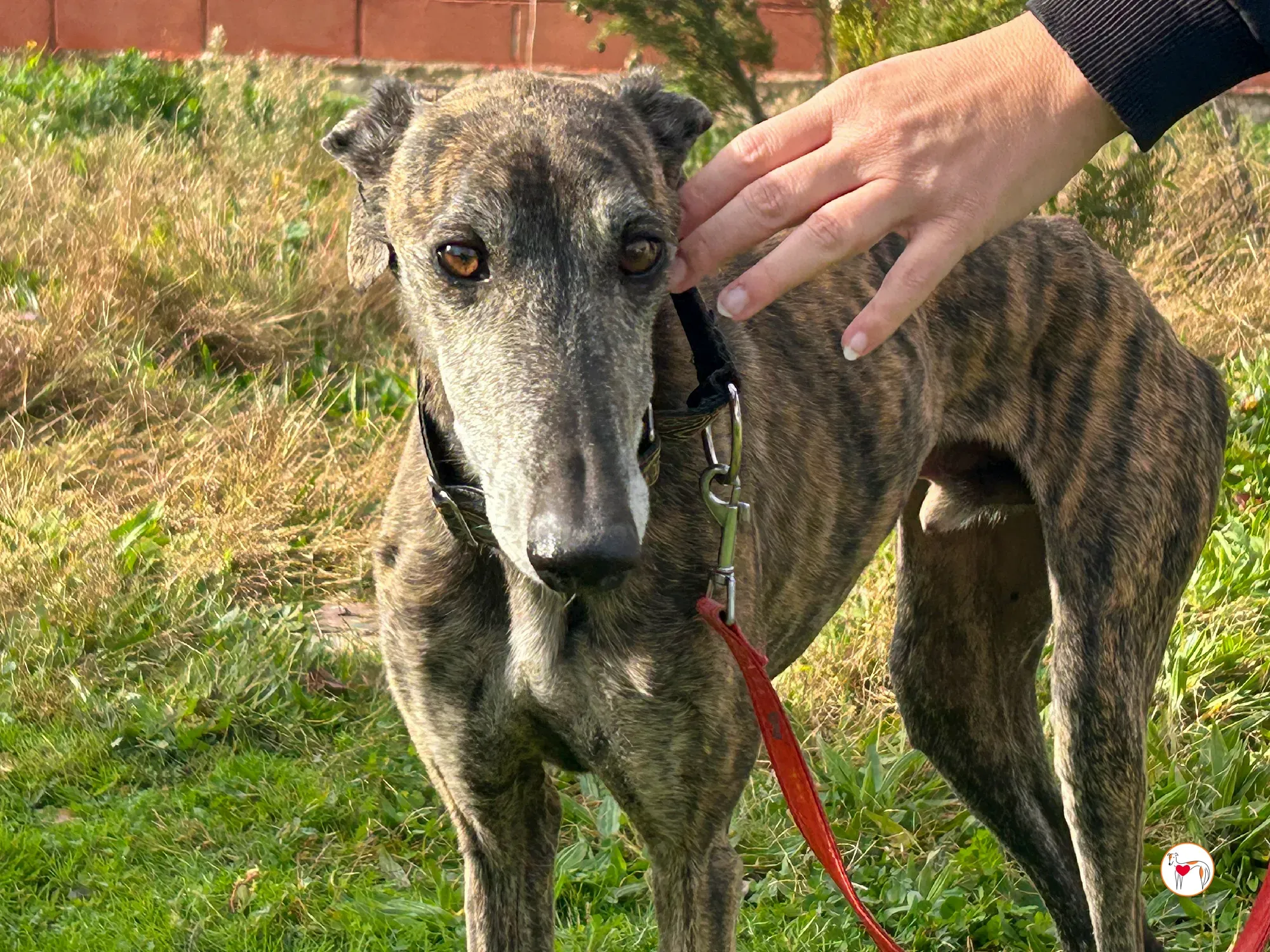 stuart galgo adozione 06