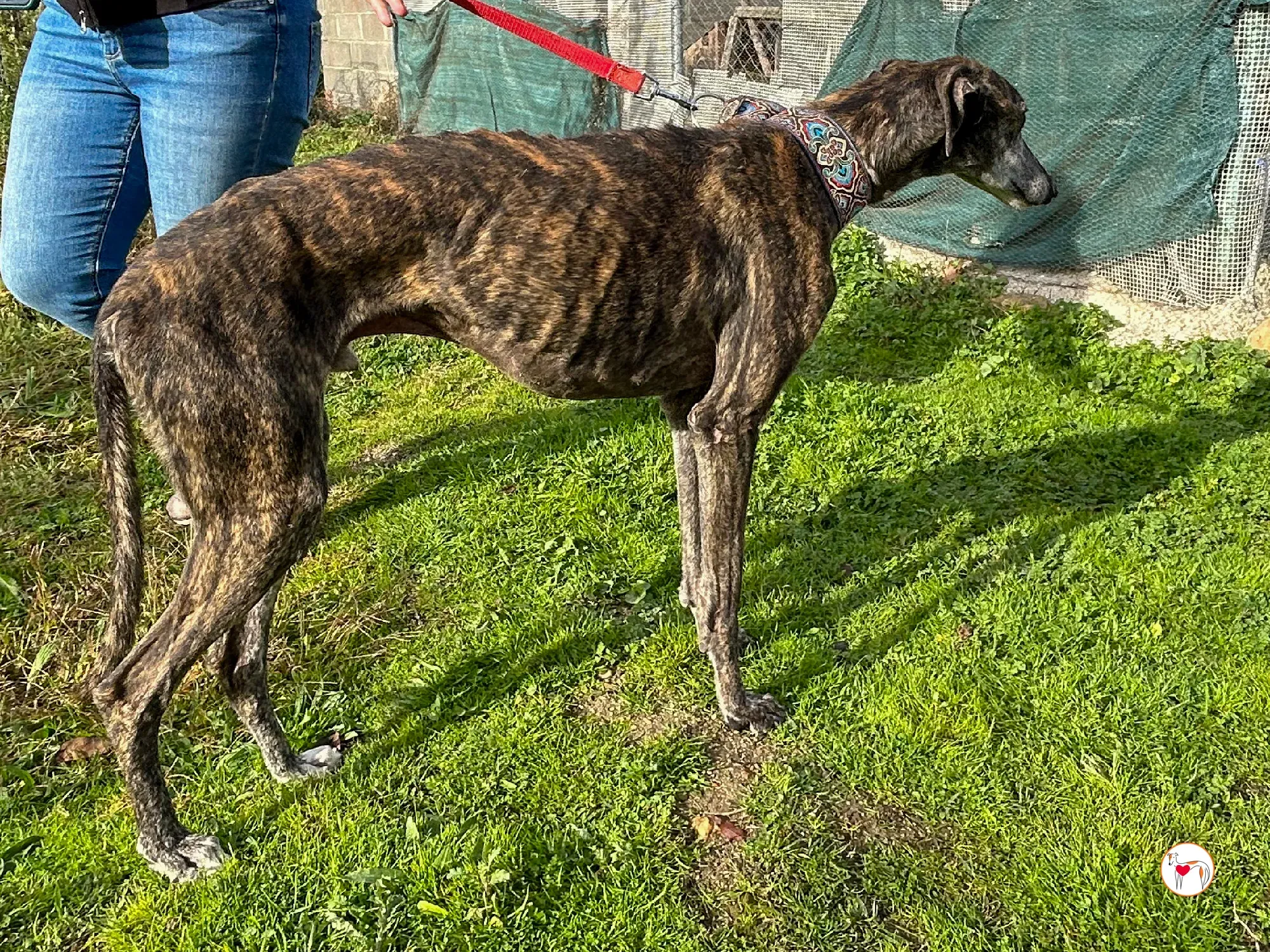 stuart galgo adozione 07