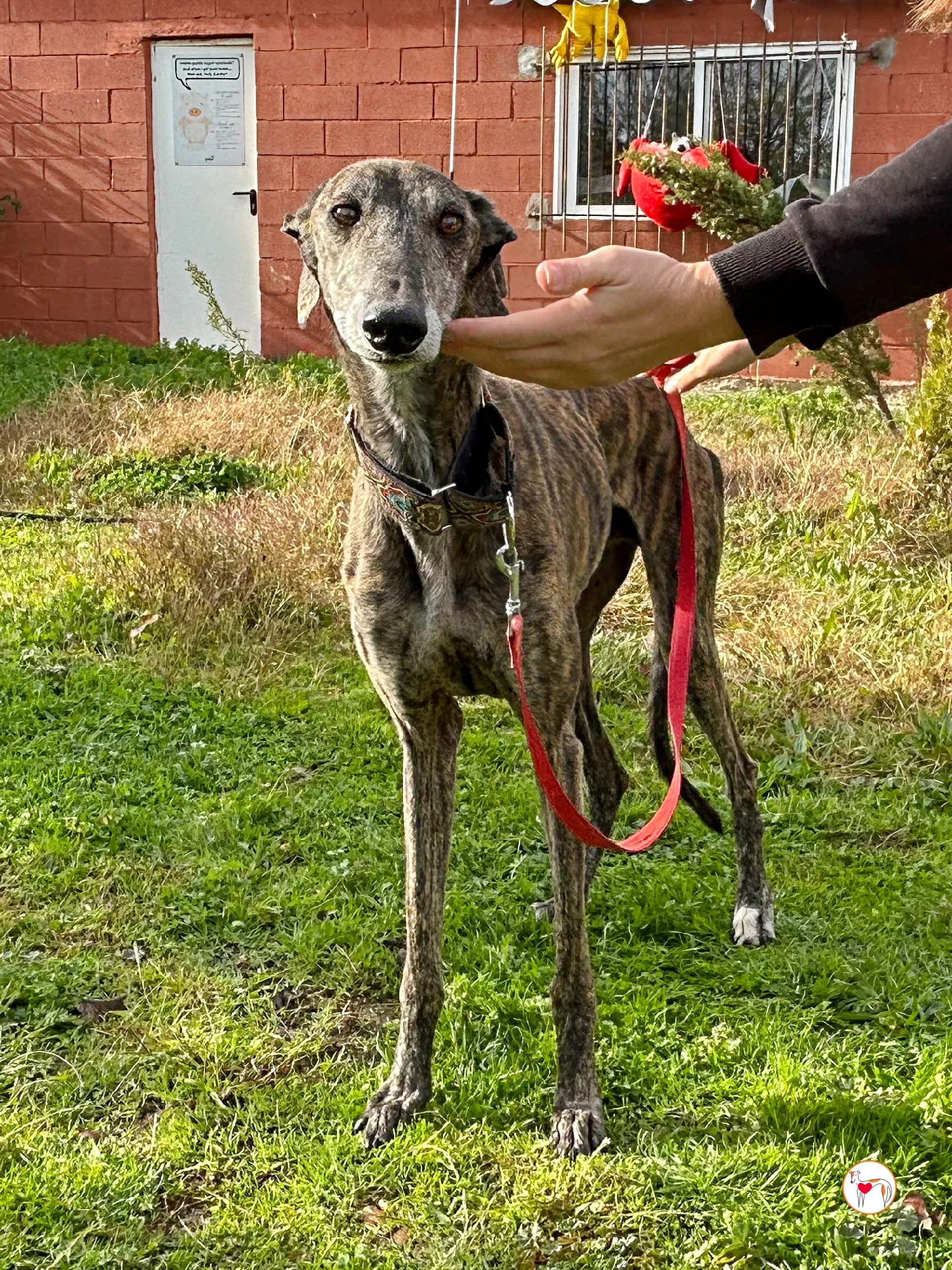 stuart galgo adozione 08