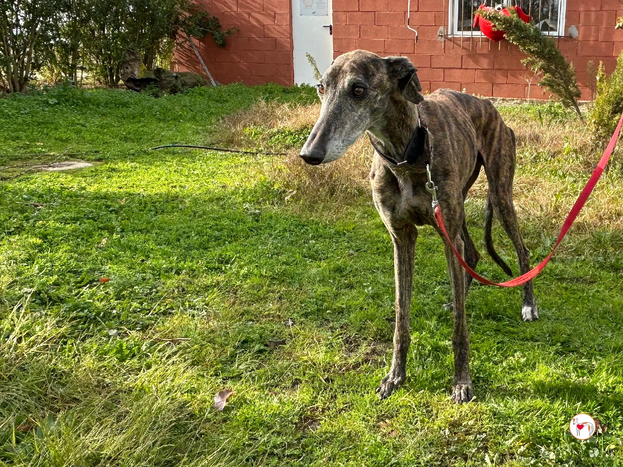 stuart galgo adozione 09