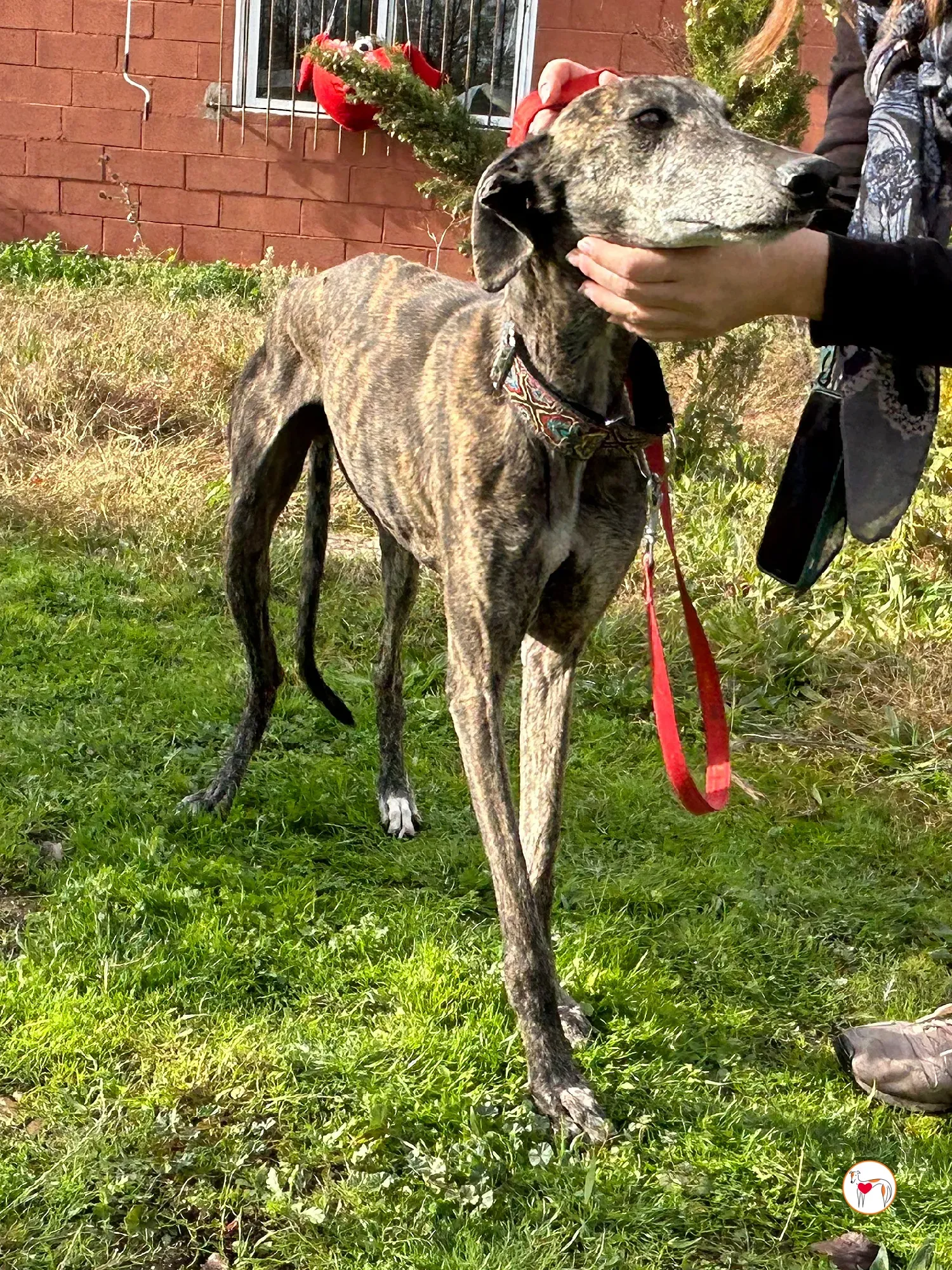 stuart galgo adozione 10