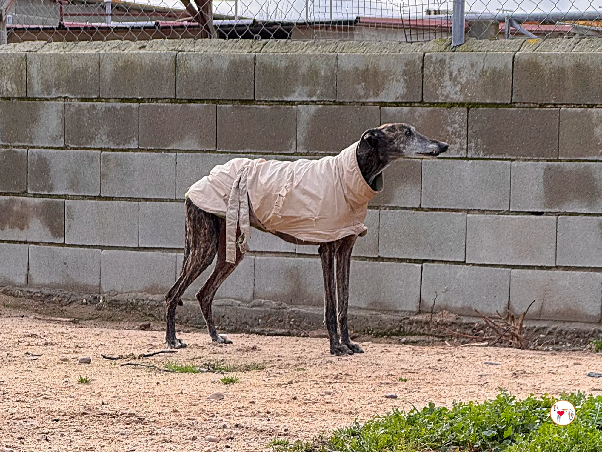 stuart galgo adozione 11