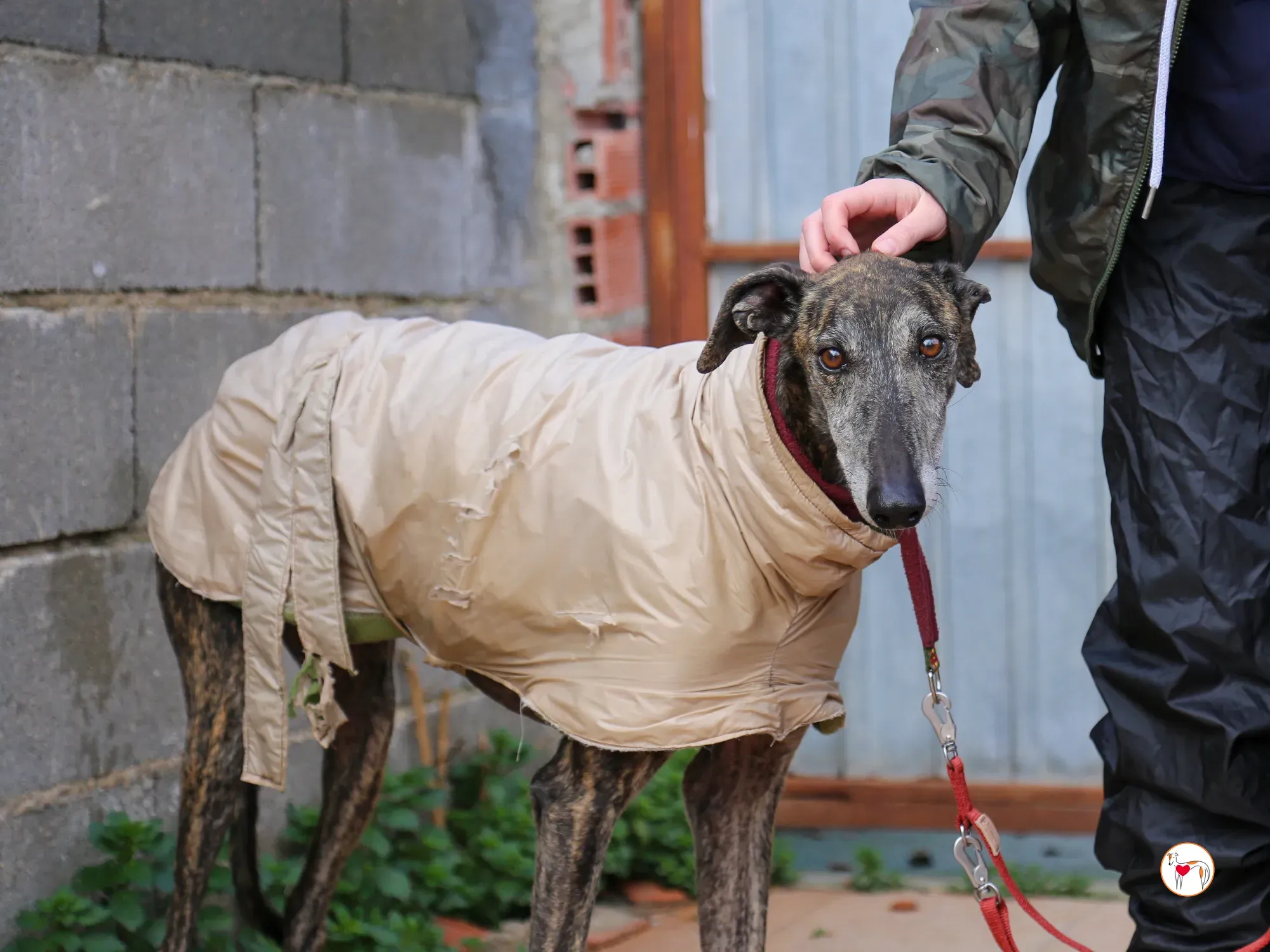 stuart galgo adozione 12