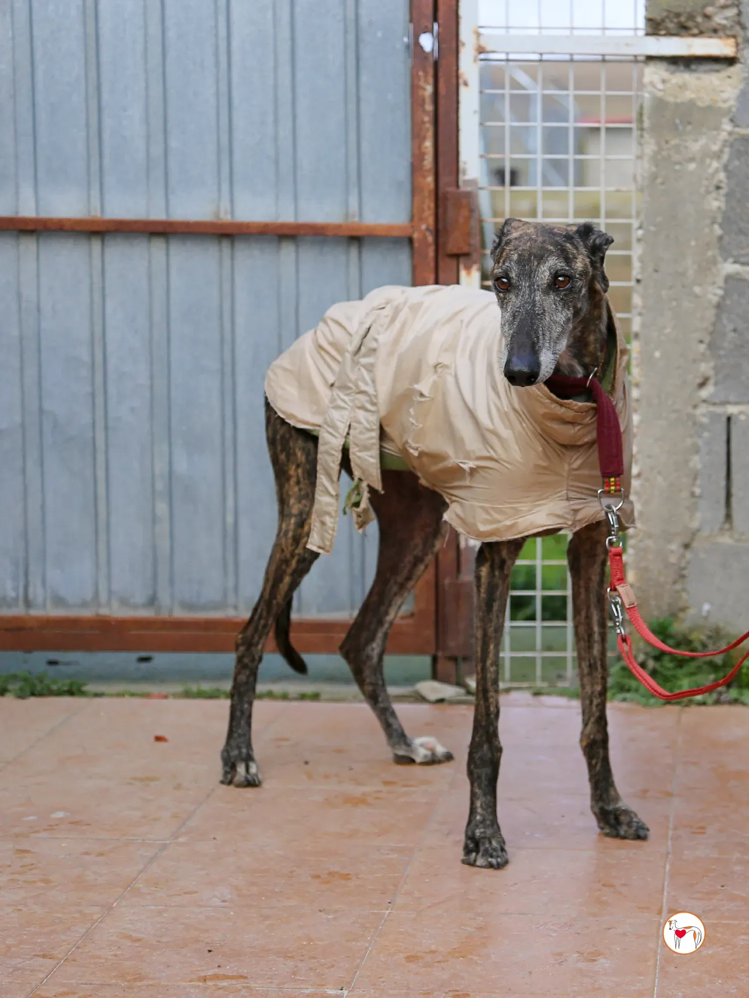 stuart galgo adozione 13